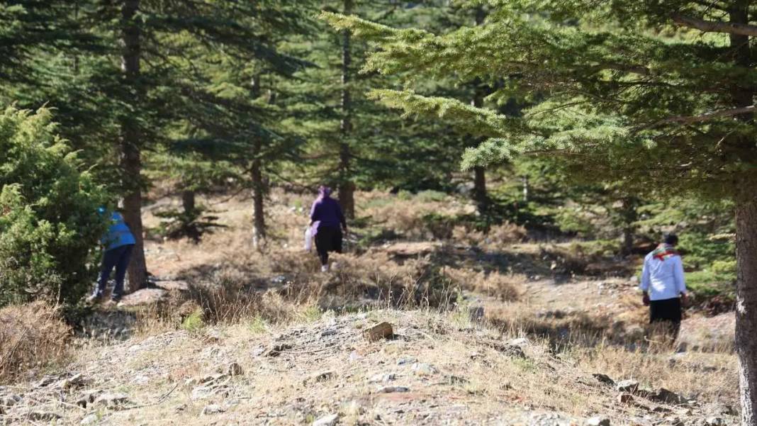 Toroslar’ın Beyaz Altını Japonya Yolcusu: Fiyatı Dudak Uçuklattı! 1